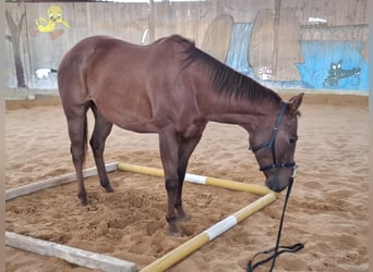 American Quarter Horse, Mare, 5 years, 15 hh, Chestnut