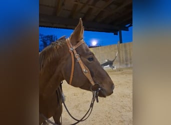 American Quarter Horse, Mare, 5 years, 15 hh, Chestnut