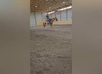 American Quarter Horse Mix, Mare, 5 years, 15 hh, Dun