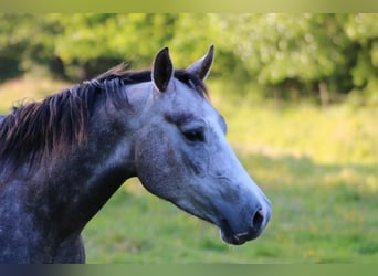 American Quarter Horse, Mare, 5 years, 15 hh, Gray