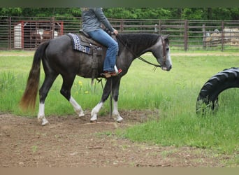 American Quarter Horse, Mare, 5 years, 15 hh, Grey