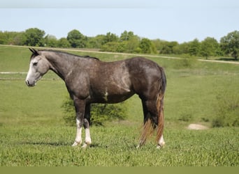 American Quarter Horse, Mare, 5 years, 15 hh, Grey