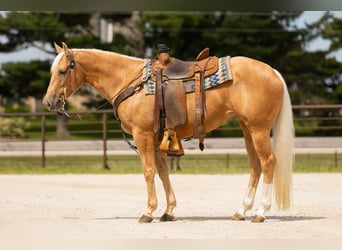 American Quarter Horse, Mare, 5 years, 15 hh, Palomino