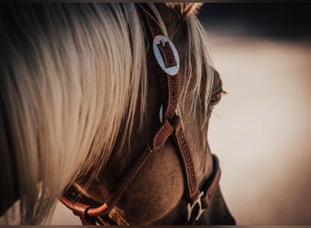 American Quarter Horse, Mare, 5 years, 15 hh, Palomino