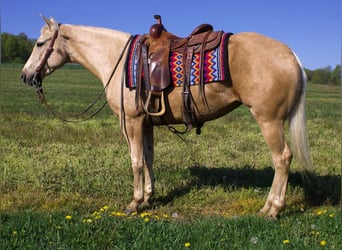 American Quarter Horse, Mare, 5 years, 15 hh, Palomino