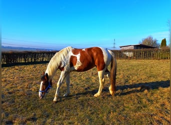 American Quarter Horse Mix, Mare, 5 years, 15 hh, Pinto