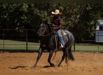 American Quarter Horse, Mare, 5 years, 15 hh, Roan-Blue