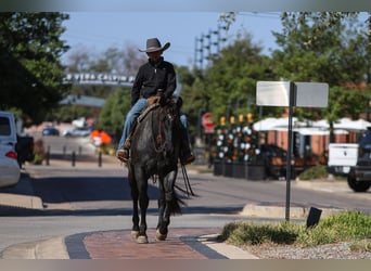 American Quarter Horse, Mare, 5 years, 15 hh, Roan-Blue