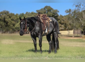 American Quarter Horse, Mare, 5 years, 15 hh, Roan-Blue