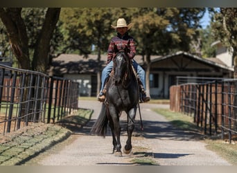 American Quarter Horse, Mare, 5 years, 15 hh, Roan-Blue