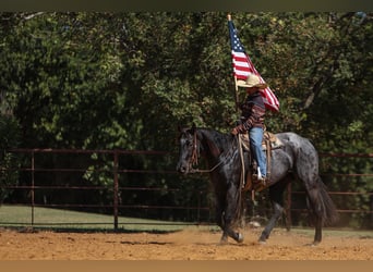 American Quarter Horse, Mare, 5 years, 15 hh, Roan-Blue