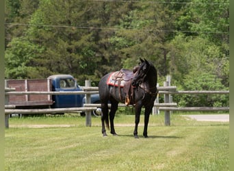 American Quarter Horse, Mare, 5 years, 15 hh, Roan-Blue