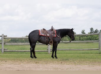 American Quarter Horse, Mare, 5 years, 15 hh, Roan-Blue