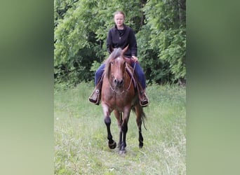 American Quarter Horse, Mare, 5 years, 15 hh, Roan-Red