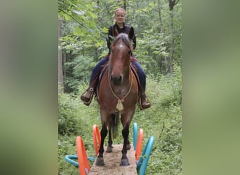 American Quarter Horse, Mare, 5 years, 15 hh, Roan-Red