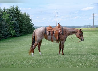American Quarter Horse, Mare, 5 years, 15 hh, Roan-Red