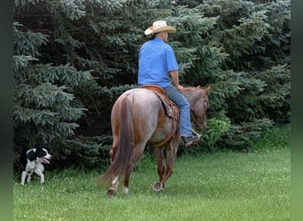 American Quarter Horse, Mare, 5 years, 15 hh, Roan-Red