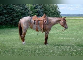 American Quarter Horse, Mare, 5 years, 15 hh, Roan-Red