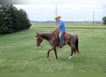 American Quarter Horse, Mare, 5 years, 15 hh, Roan-Red