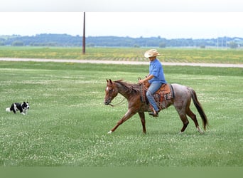 American Quarter Horse, Mare, 5 years, 15 hh, Roan-Red