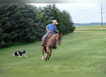 American Quarter Horse, Mare, 5 years, 15 hh, Roan-Red