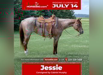American Quarter Horse, Mare, 5 years, 15 hh, Roan-Red