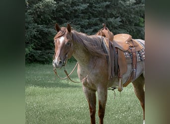 American Quarter Horse, Mare, 5 years, 15 hh, Roan-Red