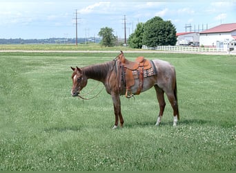 American Quarter Horse, Mare, 5 years, 15 hh, Roan-Red
