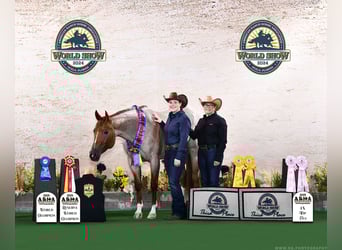 American Quarter Horse, Mare, 5 years, 15 hh, Roan-Red