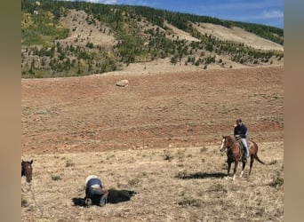 American Quarter Horse, Mare, 5 years, 15 hh, Sorrel