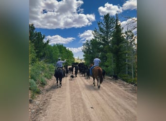 American Quarter Horse, Mare, 5 years, 15 hh, Sorrel
