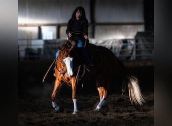 American Quarter Horse, Mare, 5 years, 15 hh, Sorrel