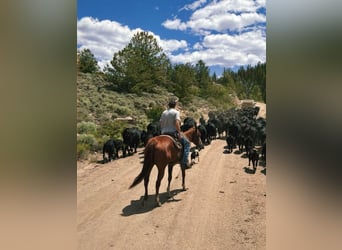 American Quarter Horse, Mare, 5 years, 15 hh, Sorrel