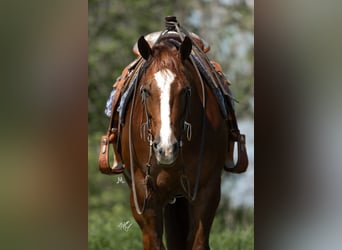 American Quarter Horse, Mare, 5 years, 15 hh, Sorrel