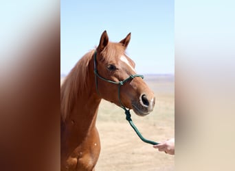 American Quarter Horse, Mare, 5 years, 15 hh, Sorrel