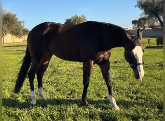 American Quarter Horse, Mare, 5 years, 15,1 hh, Brown