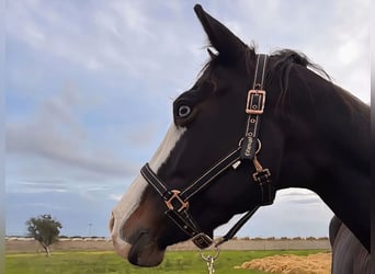 American Quarter Horse, Mare, 5 years, 15,1 hh, Brown