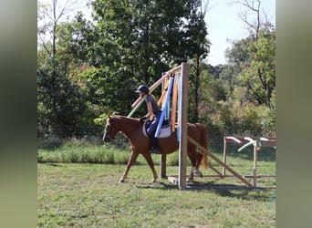 American Quarter Horse Mix, Mare, 5 years, 15,1 hh, Chestnut