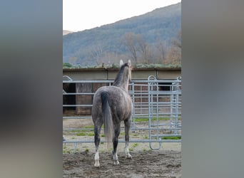 American Quarter Horse, Mare, 5 years, 15,1 hh, Grey