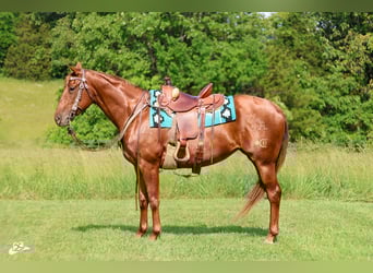 American Quarter Horse, Mare, 5 years, 15,1 hh, Sorrel