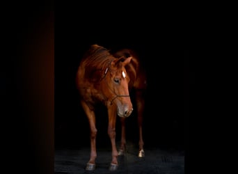 American Quarter Horse, Mare, 5 years, 15,1 hh, Sorrel