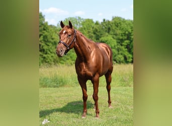 American Quarter Horse, Mare, 5 years, 15,1 hh, Sorrel
