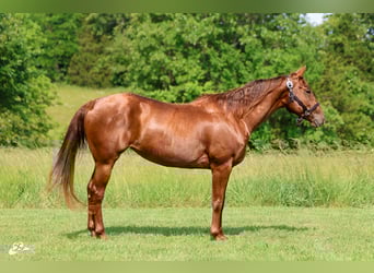 American Quarter Horse, Mare, 5 years, 15,1 hh, Sorrel