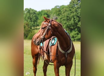 American Quarter Horse, Mare, 5 years, 15,1 hh, Sorrel