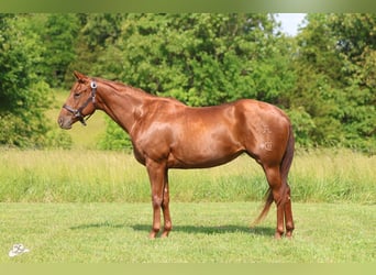 American Quarter Horse, Mare, 5 years, 15,1 hh, Sorrel