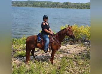 American Quarter Horse, Mare, 5 years, 15,1 hh, Sorrel