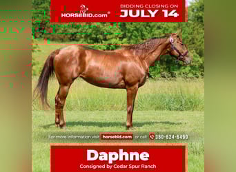 American Quarter Horse, Mare, 5 years, 15,1 hh, Sorrel