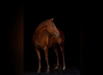 American Quarter Horse, Mare, 5 years, 15,1 hh, Sorrel