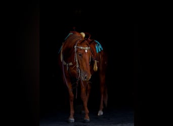 American Quarter Horse, Mare, 5 years, 15,1 hh, Sorrel