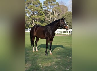 American Quarter Horse, Mare, 5 years, 15,2 hh, Bay-Dark